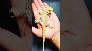 BEARDED DRAGONS available at the reptilepit reptilearmy reptilefanatics viralvideo [upl. by Ppik644]