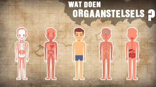 ORGAANSTELSELS en de FUNCTIES  Biologie Les HAVO  VWO  Het Lichaam en ORGANEN [upl. by Ahsile567]