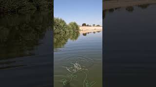 Los Angeles River Bluegill on a Streamer bluegill flyfishing fishing catchandrelease losangeles [upl. by Randolf]