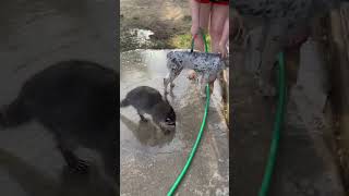 Smart Raccoon Helps Human Wash Dog [upl. by Foah]