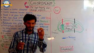 Chloroplast  As light trapping and storage organelle [upl. by Accalia777]