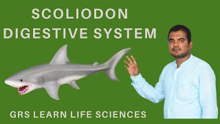 Fish digestive system scoliodon digestive system [upl. by Dennett]