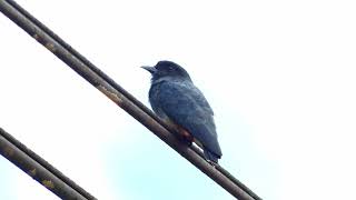 SwallowWinged Puffbird Chelidoptera tenebrosa tenebrosa French Guiana [upl. by Ylrebmic]