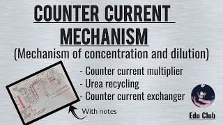 Counter Current Mechanism In Kidney  Renal Physiology [upl. by Creighton]