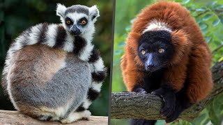 Lemurs of Madagascar What they want [upl. by Omrelliug]