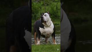 Pawsome Tricks Dogs Doing the Unexpected americanbully dogtrainingfundamentals [upl. by Navi]