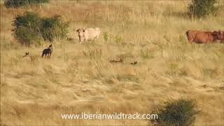 LOBO IBÉRICO EN LA SIERRA DE GUADARRAMA [upl. by Jorgenson419]