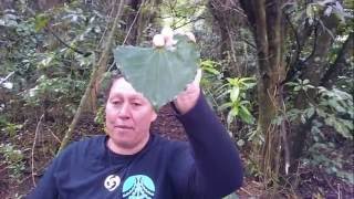 Collecting Kawakawa for Health amp Wellbeing [upl. by Annuaerb]