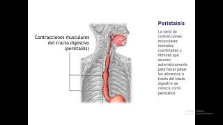 ESOFAGO BARITADO TRAGO DE BARIO [upl. by Albion]