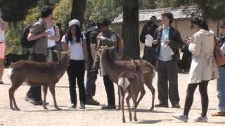 Japan 2013 Nara Dear Deer [upl. by Conchita47]