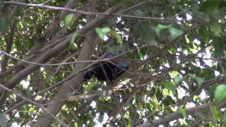 Livingstones Turaco Tauraco livingstonii [upl. by Latimer]