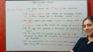 LUTEAL PHASE MENSTURAL CYCLE HUMAN REPRODUCTION CLASS 12 [upl. by Esinaej]