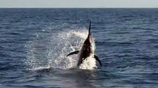 Panama Marlin Fishing  Two Black Marlin Released in One Day at Hannibal Bank [upl. by Ahl]