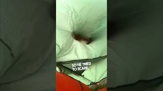 This animal tried to eat through their tent while camping 😱 [upl. by Irim]