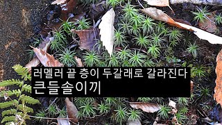 큰들솔이끼 Pogonatum japonicum Sull et Lesq [upl. by Kcor]