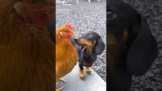 First Date Hen  Dog 😆🤓😎 shorts viral hendog thevenwild [upl. by Onirefez]