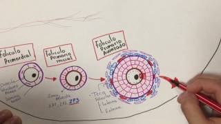 Histología Desarrollo folicular [upl. by Yrtsed]