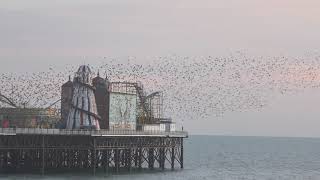 Starlings Murmuring at Brighton Pier 010224 [upl. by Ttegdirb]