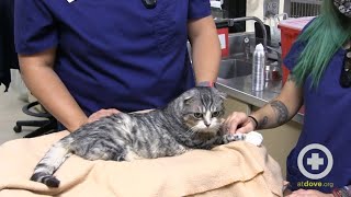 Restraint Techniques for Brachycephalic Cats [upl. by Oliviero492]