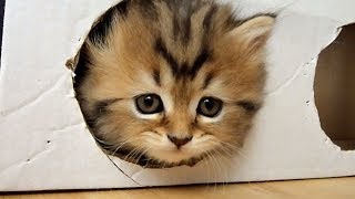 Cute Kittens playing a Box  homemade free toy [upl. by Naesyar]