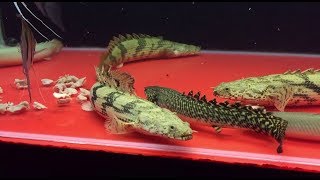 Assorted Bichirs Eating Chicken Heart  Raw Video [upl. by Fox]