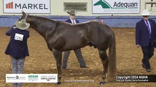 3YearOld Stallions  2024 AQHA World Championship Show [upl. by Eiramalegna]