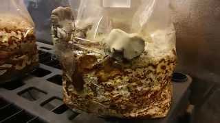 The MycoSymbiote HomeGrown Maitake pt1 [upl. by Arretnahs]