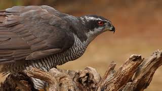 Northern goshawk Accipiter gentilis [upl. by Luwana]