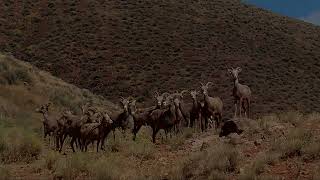 Desert Bighorn Mountain Sheep Middlegate Nevada [upl. by Handy415]