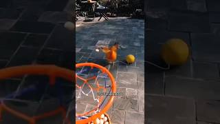 Richie pappy vs Chicken 🐓 playing basketball Watch till comedy explore funny trending comedy [upl. by Stutman465]