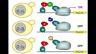 Yeast 2 Hybrid  Y2H  Reverse 2 Hybrid  Protein interaction systems [upl. by Leontyne]