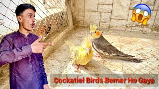 Hamara Cockatiel Bird Bemar Ho Gaya [upl. by Ennaillij543]