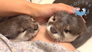 Otters Begging for Treats are Too Cute [upl. by Ecitnirp]