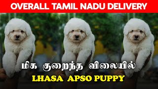 QUAILTY LHASA APSO PUPPIES FOR SALE IN CHENNAI  DELIVERY ACROSS TAMILNADU  BUY YOUR PUPPY NOW [upl. by Nnaycart995]