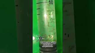 10kviews fish aquarium coimbatore livefishfood betafish gouramifish guppy flowerhornfish [upl. by Neeham]