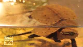 BigHeaded Turtle Hatchlings at Prospect Park Zoo [upl. by Mahon211]