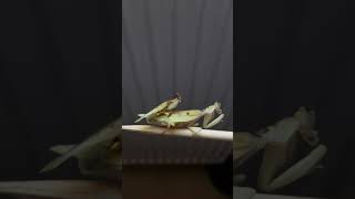 Helvia cardinalis mating  Yellow orchid mantis breeding [upl. by Aihseit]