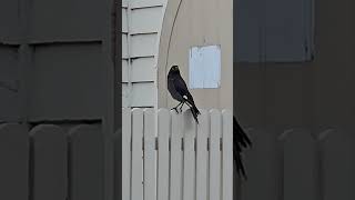 Currawong birds australianmagpie bird australianbirds [upl. by Dona]