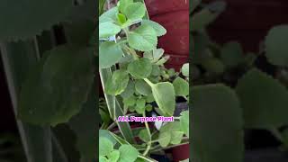 Mexican Mint Ajwain – Grow Your Own Healing Herb [upl. by Anniahs]