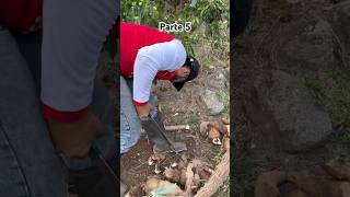 Parte 5 Increíble palo de yuca 😱🍃Arrancando un palo de yuca con mi familia💚diegoscalante [upl. by Animehliw]