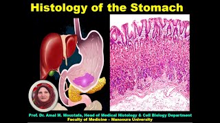 Histology of Stomach اد امل محمد مصطفي يوسف رئيس قسم الهستولوجي بطب المنصوره [upl. by Nitsreik442]