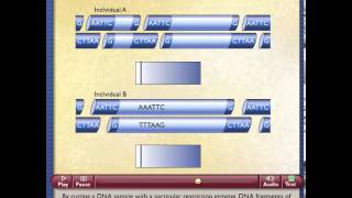 Restriction Fragment Length Polymorphism [upl. by Harper642]