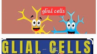 Glial cells Nervous system Nerveamp muscle Physiology MBBS Neet [upl. by Stich]