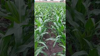 🌽🌽Nitrógeno en el cultivo de Maíz🌽🌽 nitrogeno maiz urea agronomia agricultura [upl. by Eseyt]