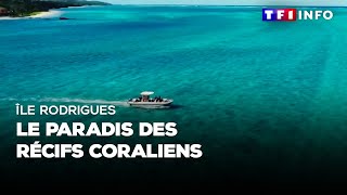 Île Rodrigues  le paradis des récifs coraliens [upl. by Lsiel]