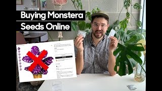 Watch this before buying Monstera deliciosa seeds online • Avoid getting scammed [upl. by Tuddor]