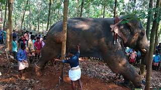 Puthirippadam palli Nercha ഇടഞ്ഞ ആനയെ തളക്കുന്ന അതിനിടെ പോലീസുകാരുടെ തെമ്മാടിത്തരം part 2 [upl. by Bowlds257]