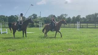 Renes horse fresh from the round pen [upl. by Nork]