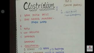 CLOSTRIDIUM  GENERAL FEATURE  MICROBIOLOGY CLASSIFICATION gram positive bacilli part 1 8point [upl. by Namrac52]