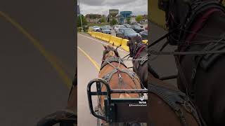 Carriage Ride tour Downtown Charlottetown Canada travel [upl. by Franck]